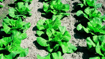 basf tarim cozumleri turkiye