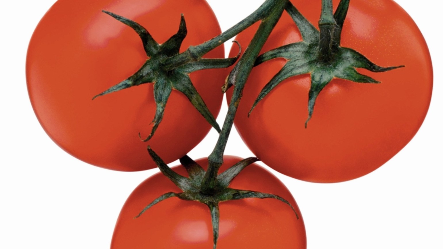 Domates Basf Tarim Cozumleri Turkiye