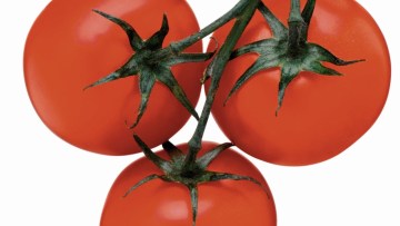 domates basf tarim cozumleri turkiye
