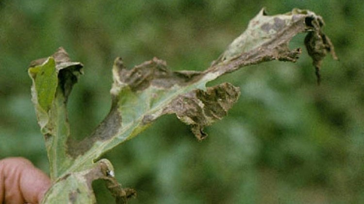 Karpuz, Erken Yaprak Yanıklığı, Alternaria cucumerina, yaprak yanıklığı, activus, signum, aviso, yaprak kaybı, SDHI, Xemium, Karpuzda Erken Yaprak Yanıklığı