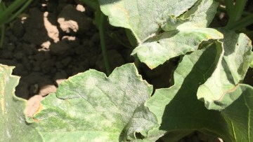 Kavun, Külleme, Erysiphe cichoracearum, Sphaerotheca fuligiea, Activus, Vivando, Collis, SDHI, Xemium, Kavunda külleme, Kavunda kulleme