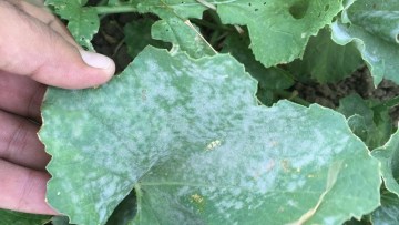 Kavun, Külleme, Erysiphe cichoracearum, Sphaerotheca fuligiea, Activus, Vivando, Collis, SDHI, Xemium, Kavunda külleme, Kavunda kulleme