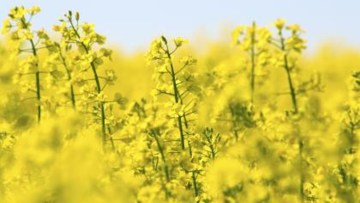tarla kopek papatyasi basf tarim cozumleri turkiye