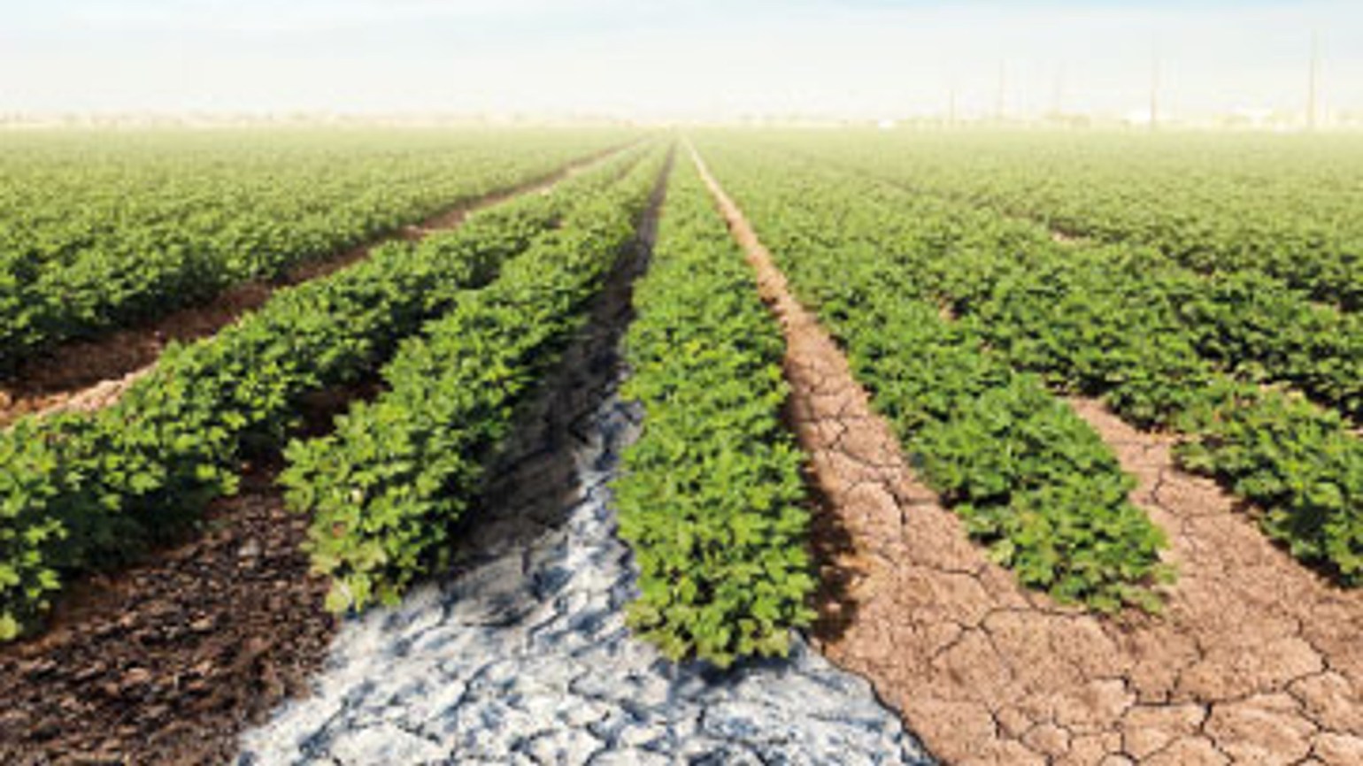 Gloria® - BASF Agricultural Solutions Türkiye