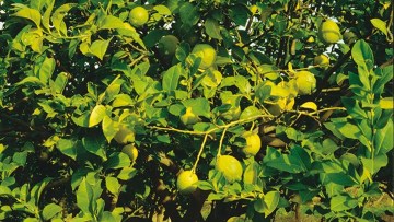 Misket Limonu
