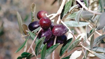 Zeytin