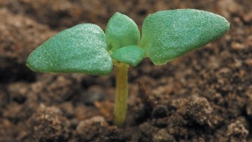 Fare kulağı (Anagallis arvensis)