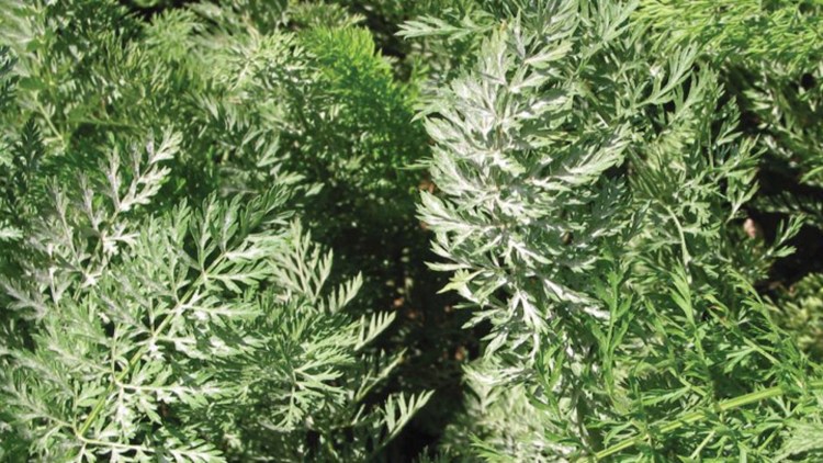 Külleme (Erysiphe heraclei) - BASF Tarım Çözümleri Türkiye