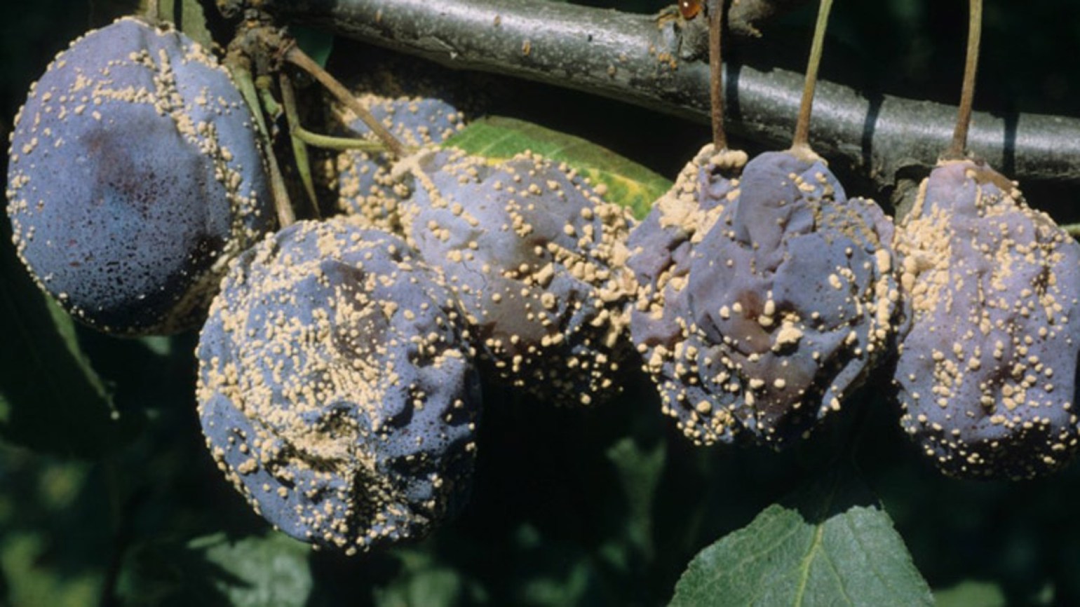 Слива вредители. Мучнистая роса на крыжовнике. Белый налет на сливах что это. Монилиоз косточковых черешни. Монилиоз клястероспориоз.